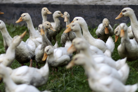 Many cute young fluffy funny domestic poultry of ducks with yellow beaks tsanding in small group together on green grass outdoor, horizontal backgroundの写真素材