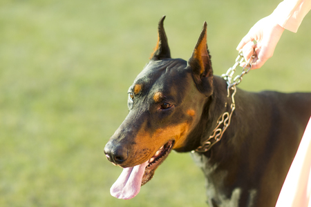 Young beautiful pedigree black and brown haired friendly faithful doberman dog in collar on lead looking aside tired standing on fresh green grass outdoor on natural background, horizontal pictureの写真素材
