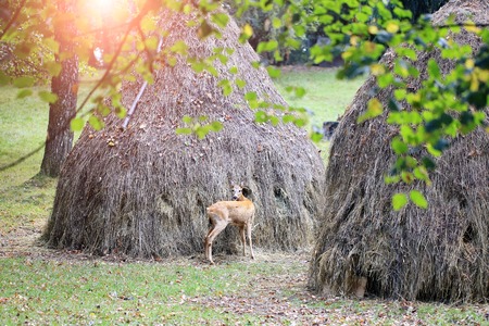 One young brown cute wild animal of deer standing near two big high hay stacks and trees with green leaves in meadow outdoor on natural background, horizontal pictureの写真素材