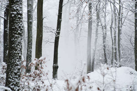 Beautiful winter white snowy frosty frozen cold landscape with snow on tree branches in forest...