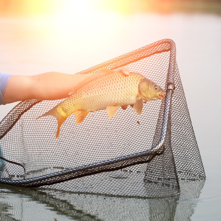 Fisherman using  dip net for freshwater fishing catching on pond closeup male hand holding one big fish in sun rays on natural background, horizontal pictureの写真素材