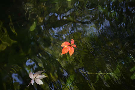 Closeup view of many beautiful colorful autumn tree leaves red yellow orange green colors floating on wavy water with reflection of nature on outdoor background, horizontal pictureの写真素材