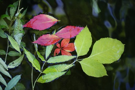 Closeup view of many beautiful colorful autumn tree leaves red yellow orange green colors floating on wavy water with reflection of nature on outdoor background, horizontal pictureの写真素材