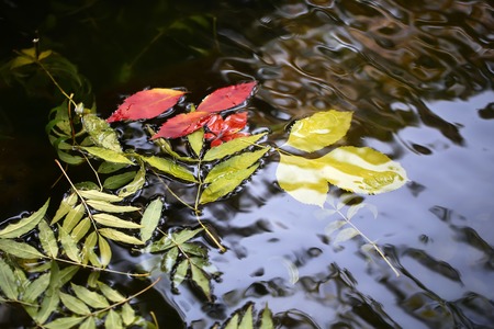 Closeup view of many beautiful colorful autumn tree leaves red yellow orange green colors floating on wavy water with reflection of nature on outdoor background, horizontal pictureの写真素材
