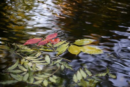 Closeup view of many beautiful colorful autumn tree leaves red yellow orange green colors floating on wavy water with reflection of nature on outdoor background, horizontal pictureの写真素材