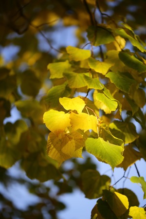 Photo low angle view of beautiful sun-illuminated autumn green yellow heavy foliage on branches of golden-leaved trees over blurred bright blue sky background, vertical pictureの写真素材