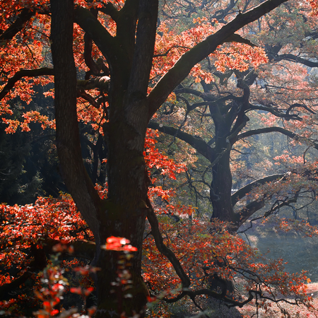 Photo of picturesque sun-illuminated oak grove wood of old aged broad-crowned golden-leaved trees...