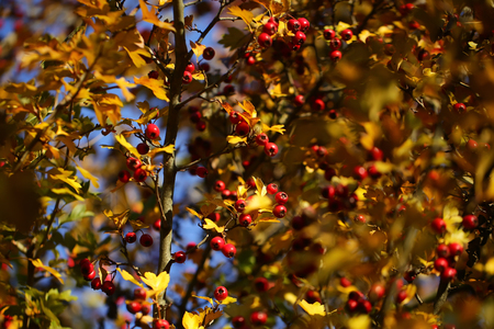 Photo closeup seamless of beautiful autumn sun-illuminated branches of bushes with golden yellow leaves and red berries over blurred bright blue sky background, horizontal pictureの写真素材