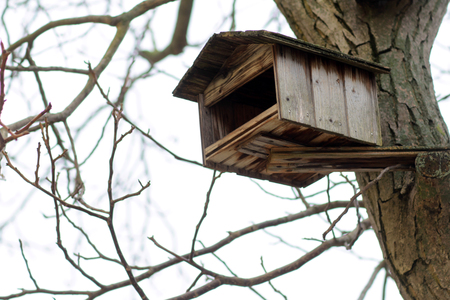 Photo closeup of small wooden birdhouse feeding station on deciduous tree trunk with naked branches outside on blurred white sky background, horizontal pictureの写真素材