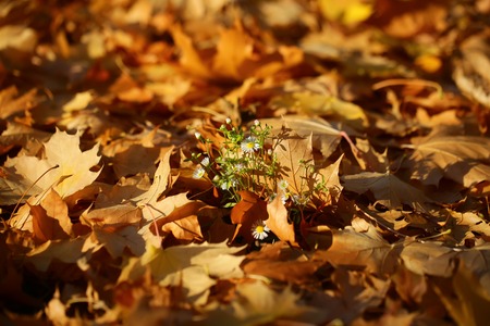 Photo of white daisies flowers on autumn yellow golden thick blanket of fallen maple leaves on ground deciduous abscission period on blurred leaf litter background, horizontal pictureの写真素材