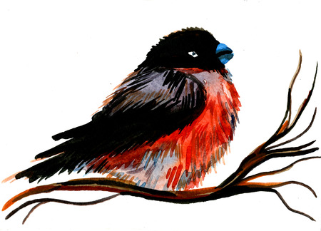 Closeup beautiful watercolor aquarelle painting hand drawn portrait of one bullfinch plump colorful bird with red breast black wings and head on tree branch on white background, horizontal pictureの写真素材
