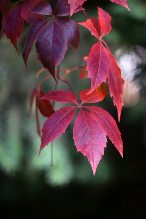 Attractive wild grapevine liana branch with colorful red colored leaves autumn beauty seasonal plant...