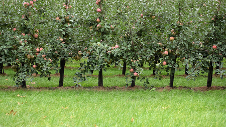 Photo closeup of beautiful apple garden full of ripped red apples trees in rows big fruit heavy branches green leaves and grass on agrarian background, horizontal pictureの写真素材