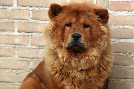 Photo closeup portrait of cute Chow Chow fluffy guardian dog pet broad skull small triangular ears with reddish smooth thick fur coat on sitting against masonry wall background, horizontal pictureの写真素材