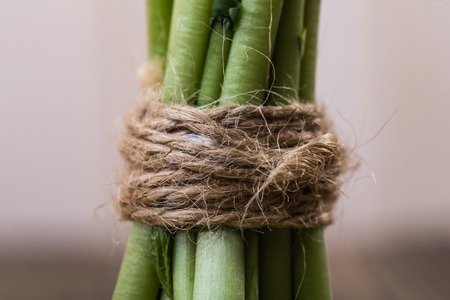Closeup photo of fragment of thick green fresh juicy stalks connected with twine on white wall...