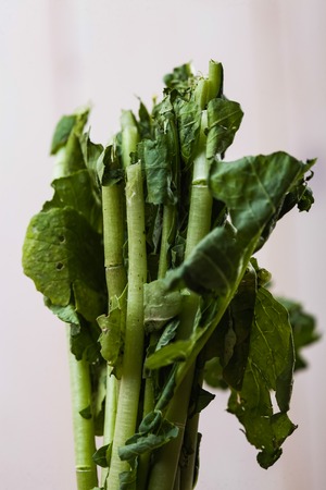Closeup photo of fresh green trimmed radish stems and leaves in bunch on white wall background, vertical pictureの写真素材