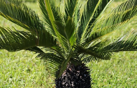 Photo closeup of green Sago palm tree plant cycad with feathery foliage grown outdoor on sunny summer day on blurred grass background, horizontal pictureの写真素材