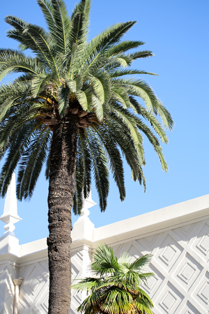 Photo closeup of beautiful tropical tall straight green palm trees with large evergreen leaves against white fence and bright blue sky day time on natural background, vertical pictureの写真素材