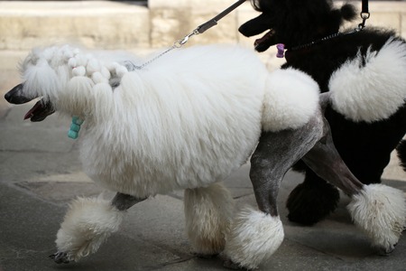 Photo of two elegant standard poodles breed dogs pets white and black coat colors continental clip walked on lead along flag-stone pavement on grey urban landscape background, horizontal pictureの写真素材