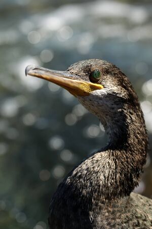 Photo portrait closeup of one wild grey duck bird with green eyes yellow beak standing at seashore against blue clear sea salt water at sunny day over blurred seascape background, vertical pictureの写真素材