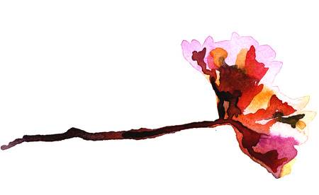 Beautiful bright red and pink tender freehand flower on white background watercolor illustration floral creative decor backdrop postcard printの写真素材