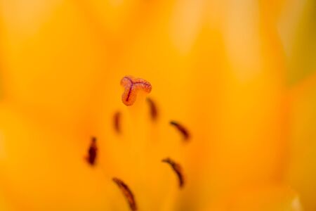 Macro shot of pestle with stamens on bright yellow flower background, horizontal photo