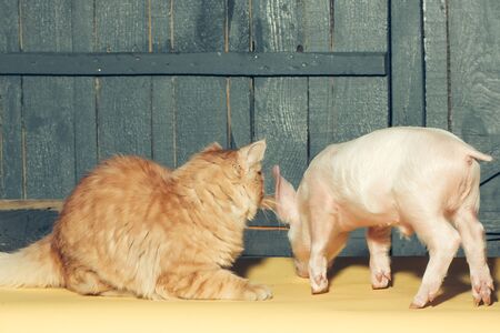 Cute funny young small pink piglet pet and red cat friends together indoor in studio on wooden backgroumd, horizontal pictureの写真素材