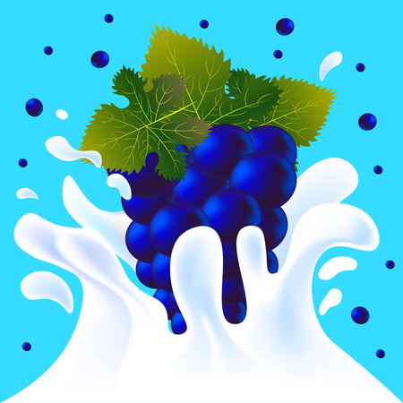 Blue vector fresh tasty grapes falling in white milk yoghurt splash on blue background of vitamine fruit berryのイラスト素材