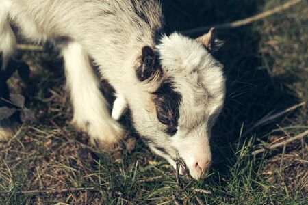 White goat young one eats crops browses grazes fresh grass sepia effect on natural backgroundの写真素材