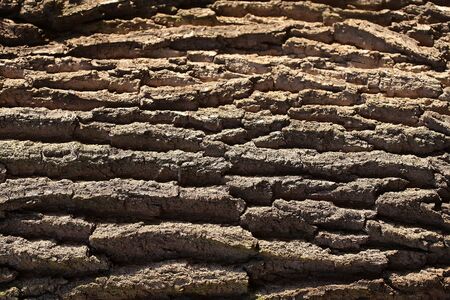 Tree bark texture light brown outer layer surface cork protects plant on woody background