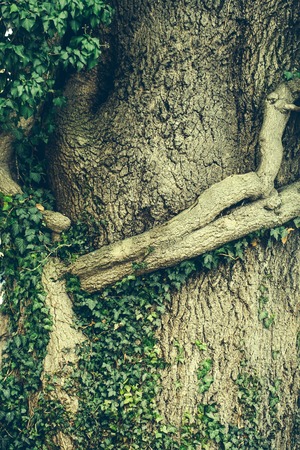 Background of textured gnarled deciduous tree roots on relief bark with green vine.