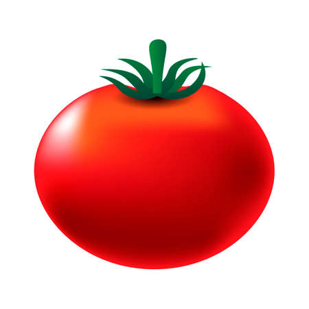 Tomato isolated on white background. Vectorのイラスト素材