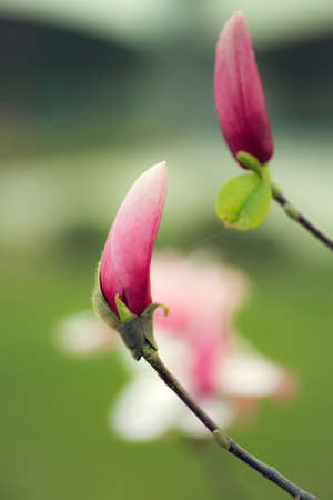 Spring blossom of pink flower bud on blurred natural backgroundの写真素材