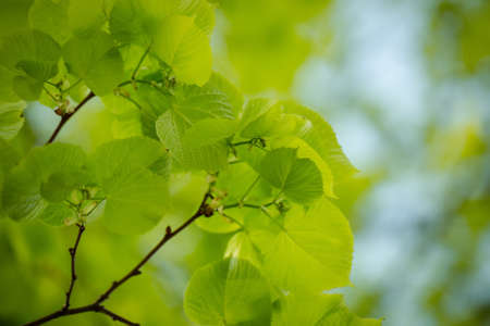 Close up of the green leaves on the treeの写真素材