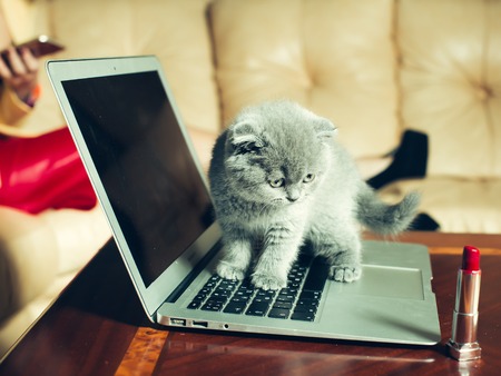 Small funny Kitten grey color on laptop near red lipstick with female glamour legs in shoes on backgroundの写真素材