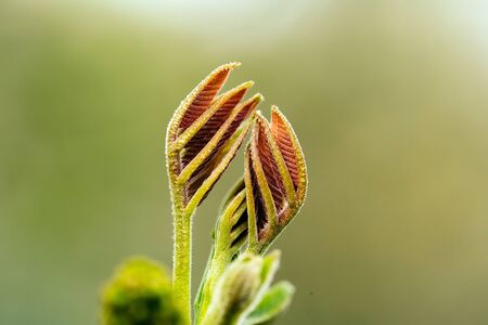 Blossoming buds and young green leaves on tree branch on blurred backgroundの写真素材