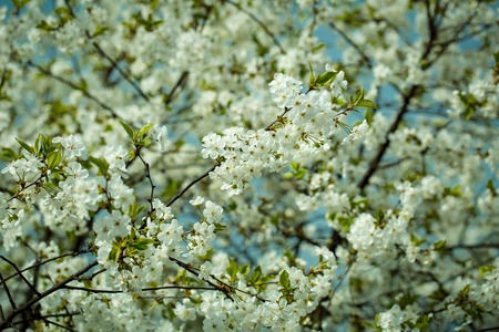 Cherry blossom close-up with white beautiful fresh flowers sunny day, floral natural backgroundの写真素材