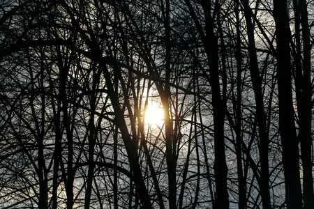 Silhouette of bare tree with cloudy dark grey sky hiding sun raysの写真素材