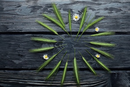 Field green grass and bunch of daisy on dark textured wooden background, copy spaceの写真素材