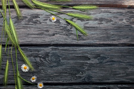 Field green grass and bunch of daisy on dark textured wooden background, copy spaceの写真素材
