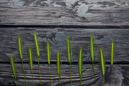 Field green grass on dark textured wooden background, copy spaceの写真素材
