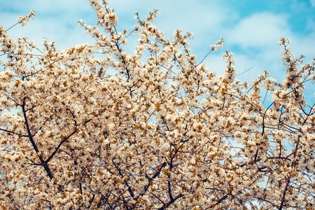 Cherry blossom close-up with white beautiful fresh flowers sunny day