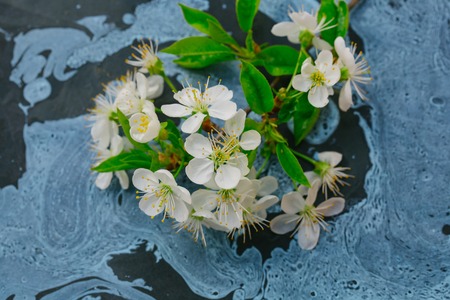 White blossoms on the blue background