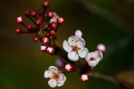 Flowers of white cherry blossom on spring sunny day on blurred green backgroundの写真素材