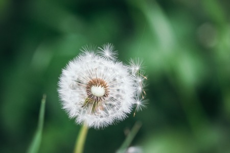 Dandelion seeds blowing away in wind across fresh green background closeupの写真素材