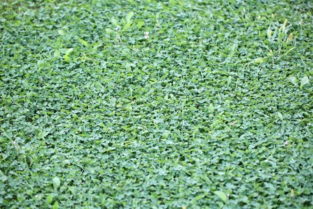 Beautiful greenish clover grass natural background