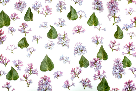 Lilac flowers of seasonal blooming violet and purple colors with green leaves isolated on white backgroundの写真素材