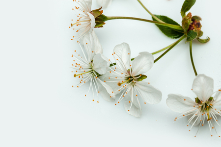 Beautiful flowers of seasonal blooming cherry closeup isolated on white background, copy spaceの写真素材