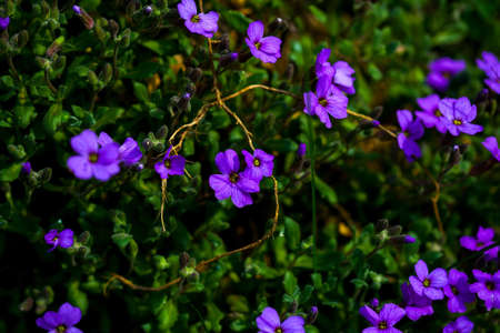 Flowers of violet blossom on spring sunny day on green leaves backgroundの写真素材