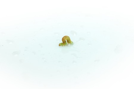 Green worm or caterpillar crawling on water drops isolated on white background closeup, copy spaceの写真素材
